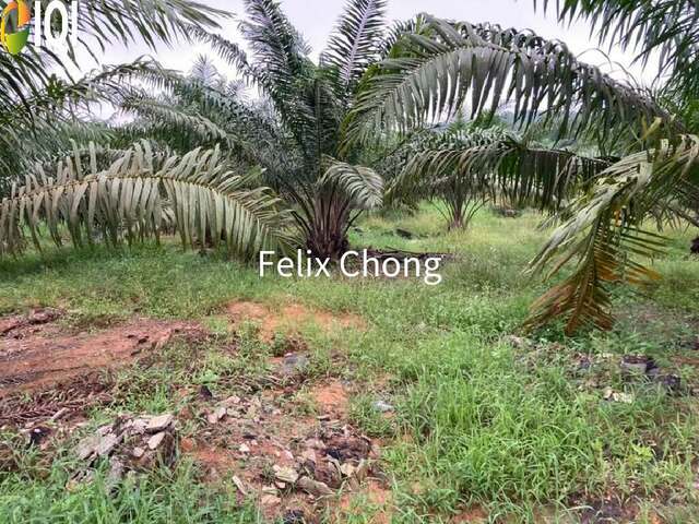 Melaka Agriculture Land,Ayer Keroh,Gadek,Alor Gajah image