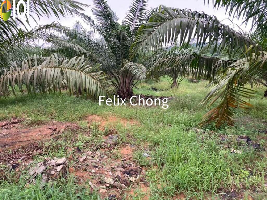 Melaka Agriculture Land,Ayer Keroh,Gadek,Alor Gajah image