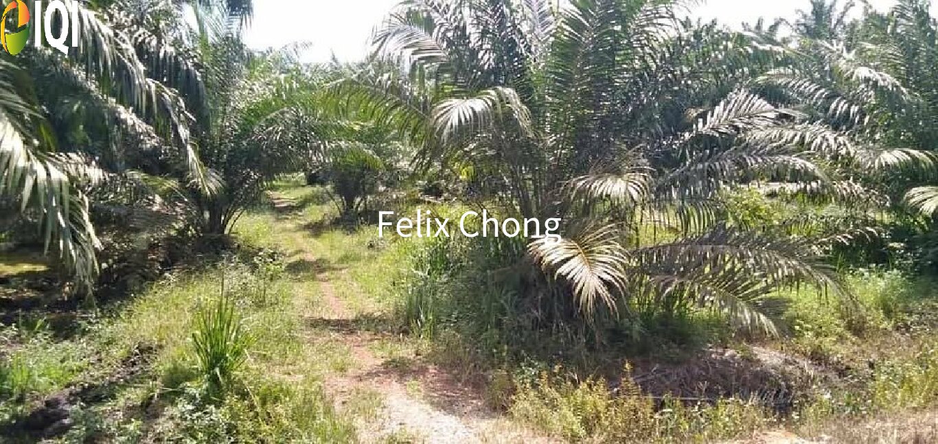 Melaka Agriculture Land,Ayer Keroh,Gadek,Alor Gajah image