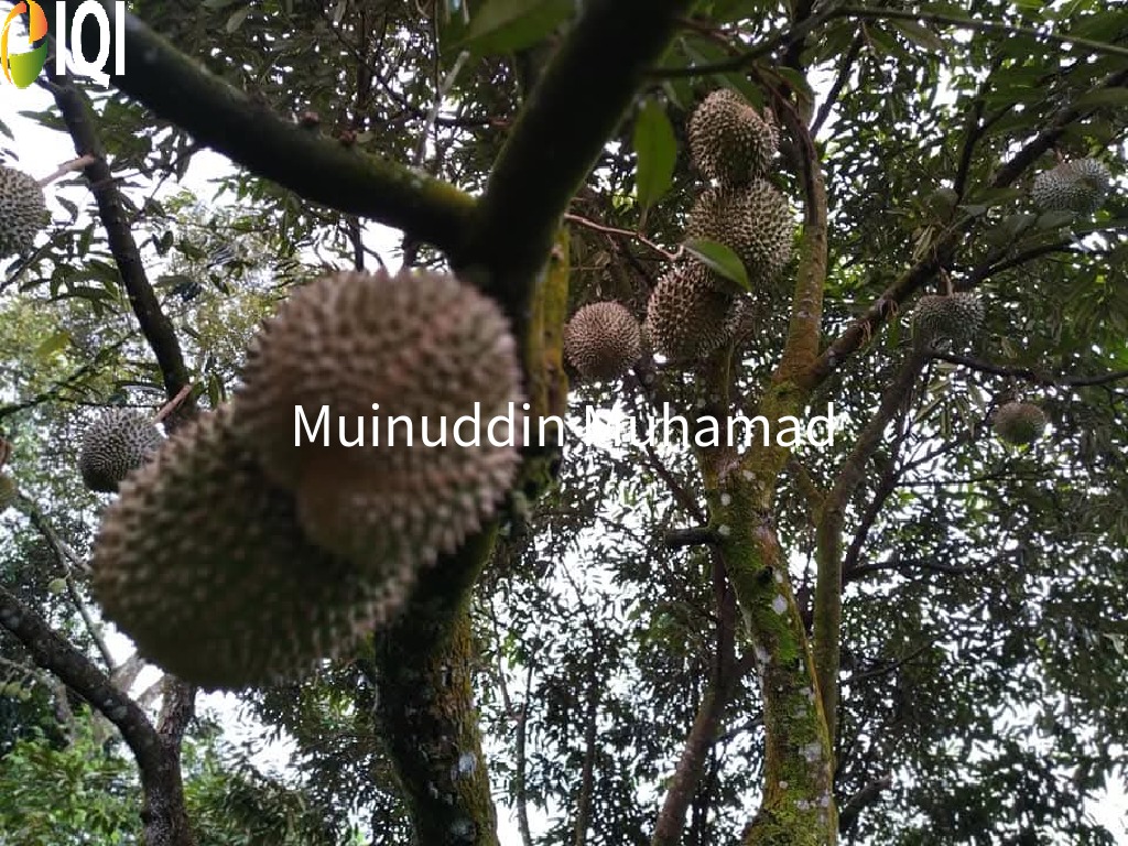 Tanah Dusun Trolak di Mukim Sungkai Perak image