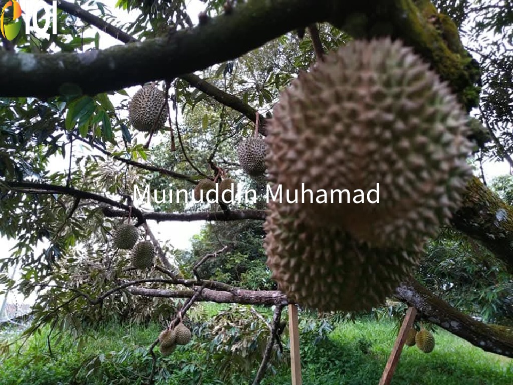 Tanah Dusun Trolak di Mukim Sungkai Perak image