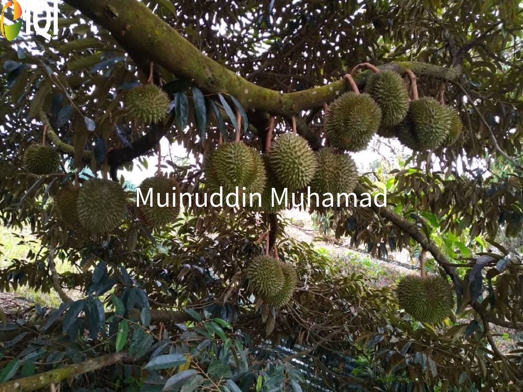Tanah Dusun Trolak di Mukim Sungkai Perak image