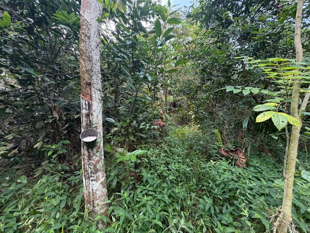 Ulu Tiram Agricultural Land,Johor Bahru,Freehold,Flat Land image