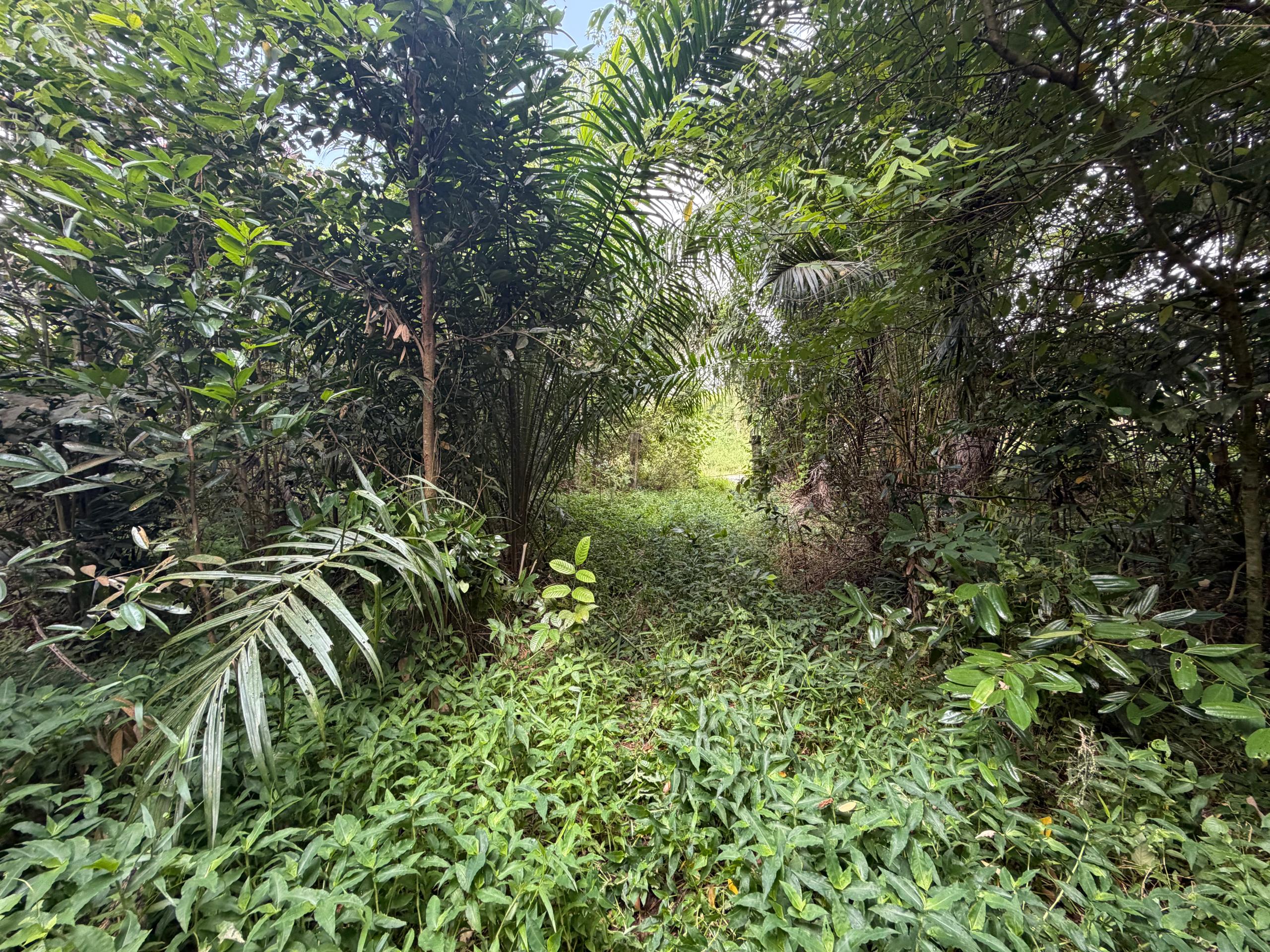 Ulu Tiram Agricultural Land,Johor Bahru,Freehold,Flat Land image