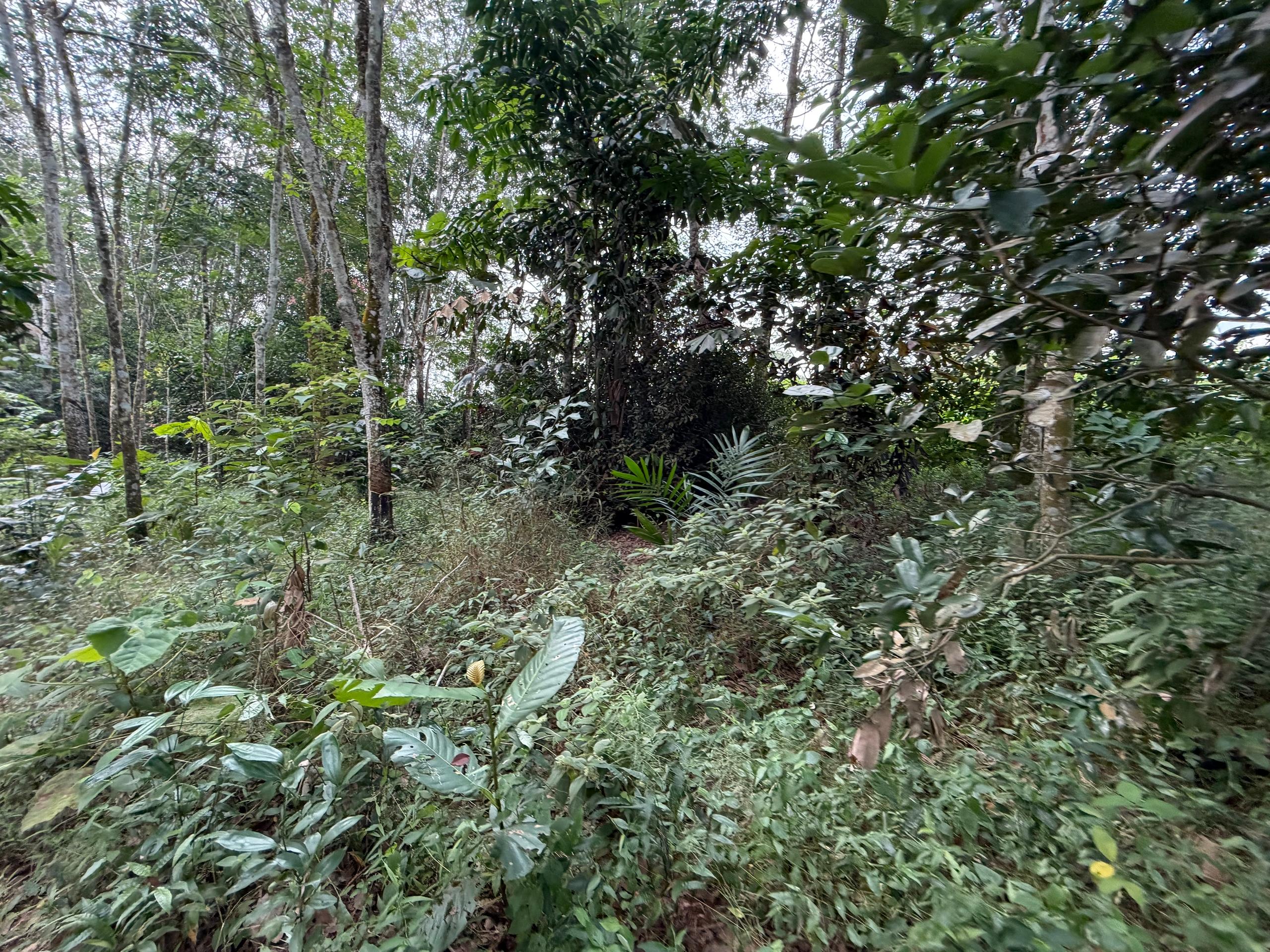 Ulu Tiram Agricultural Land,Johor Bahru,Freehold,Flat Land image