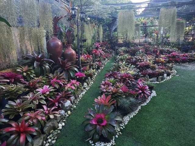 Damai Puspa image