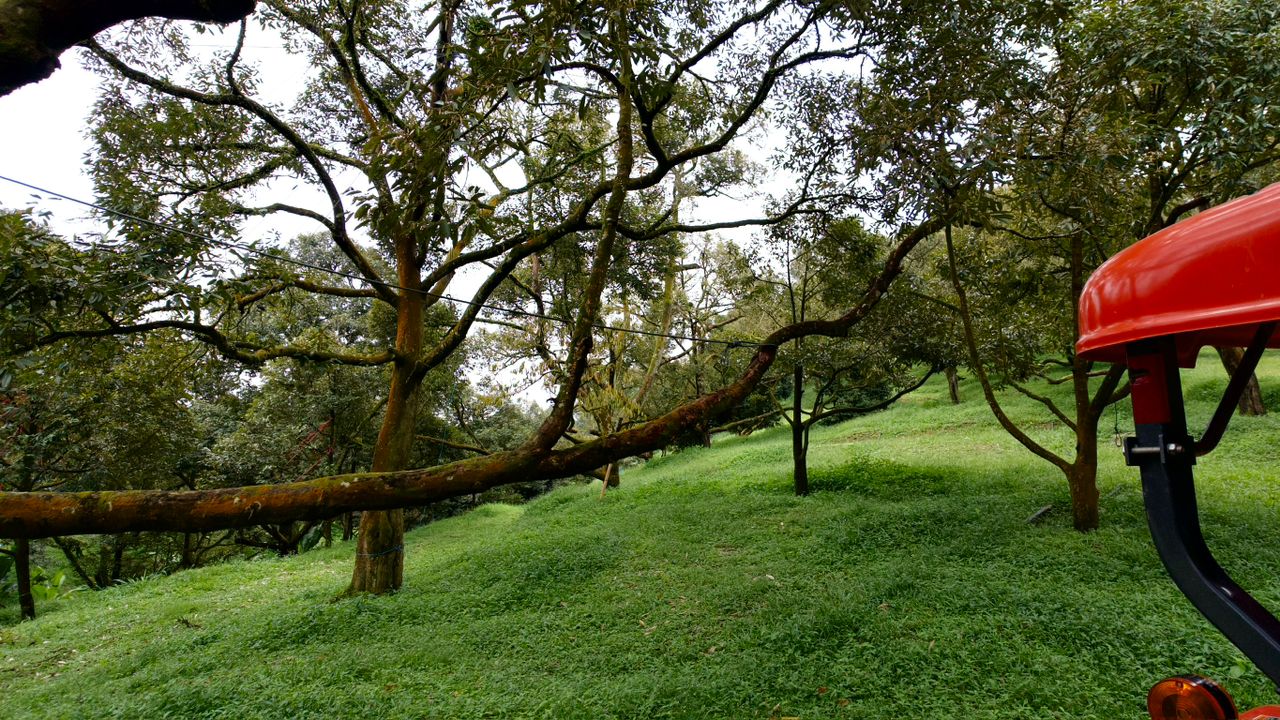 raub durian land for sale image