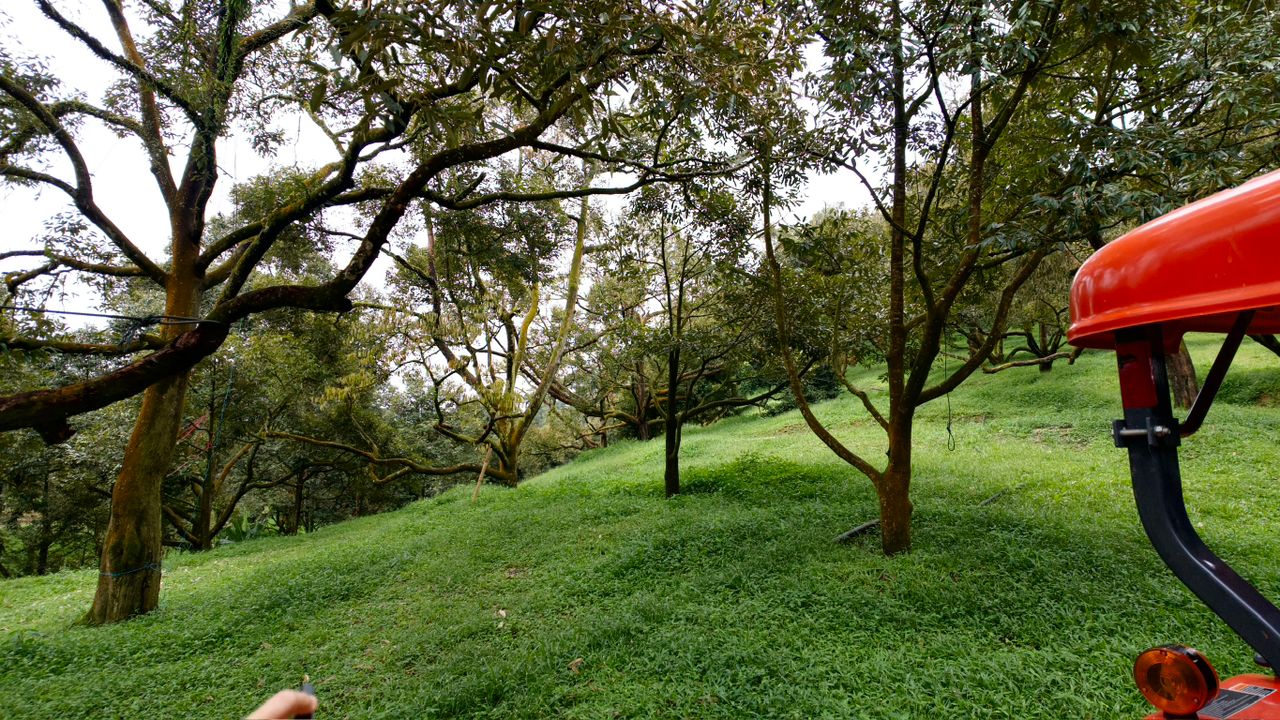 raub durian land for sale image