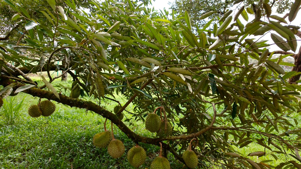 Jalan Tras Raub, 27600 Pahang image