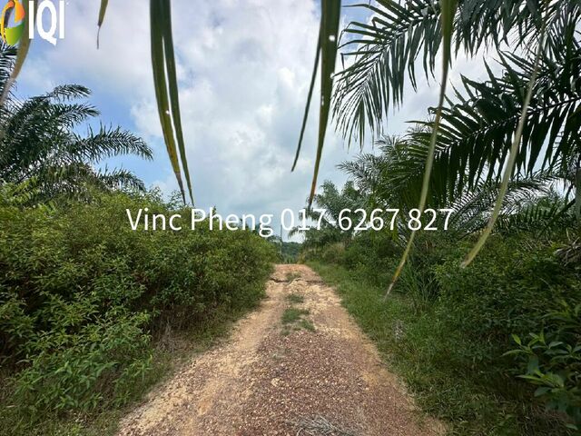 LARGE FREEHOLD Mature Palm Oil Land @ Alor Gajah Melaka image