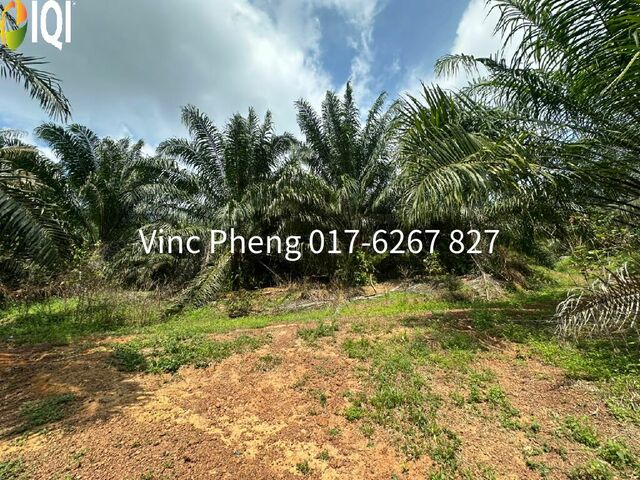 LARGE FREEHOLD Mature Palm Oil Land @ Alor Gajah Melaka image