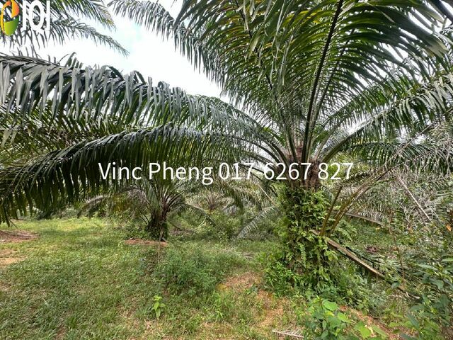 LARGE FREEHOLD Mature Palm Oil Land @ Alor Gajah Melaka image