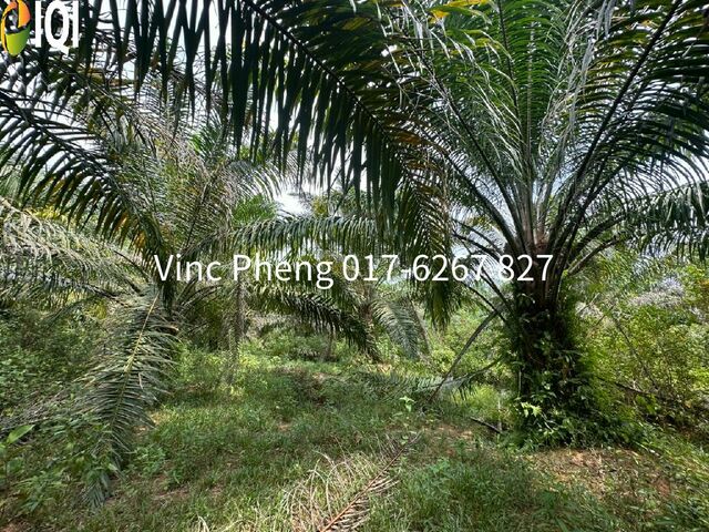LARGE FREEHOLD Mature Palm Oil Land @ Alor Gajah Melaka photo