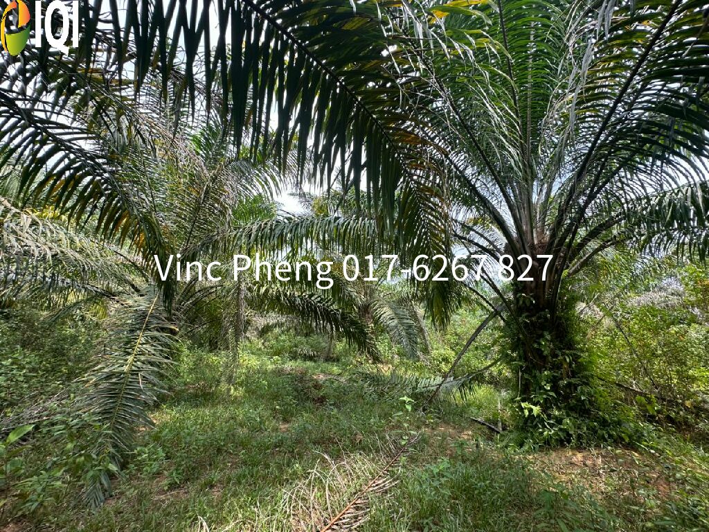 LARGE FREEHOLD Mature Palm Oil Land @ Alor Gajah Melaka image