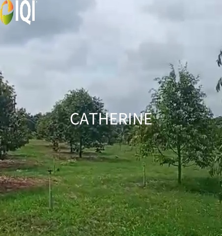 Agricultural Land Kluang Johor image