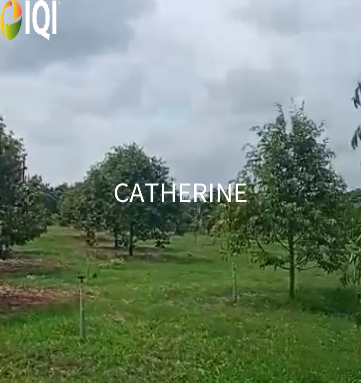 Agricultural Land Kluang Johor image