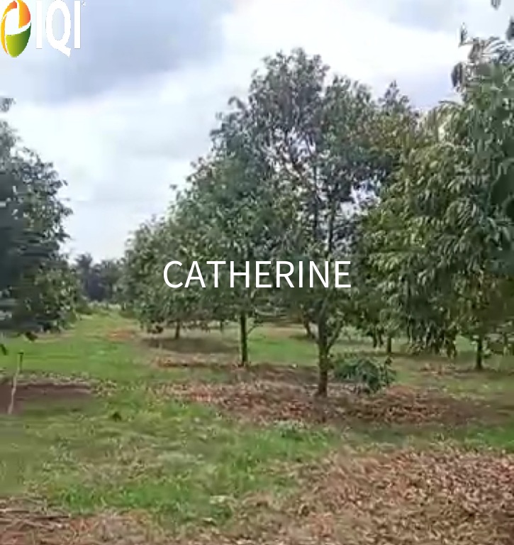 Agricultural Land Kluang Johor image