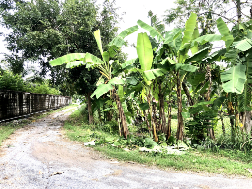 Land for Sale with Staff Accomodation Building and Warehouse Wat Phai Lueang Bangbuathong Nonthaburi image