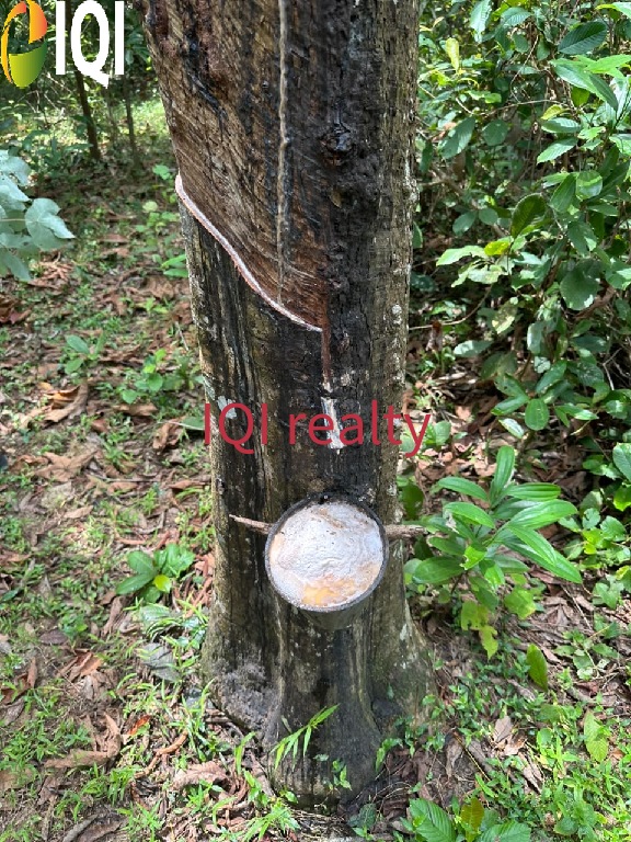 hulu jabur image