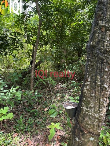 hulu jabur image