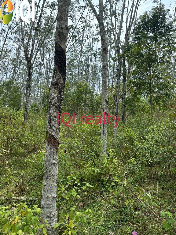 hulu jabur image