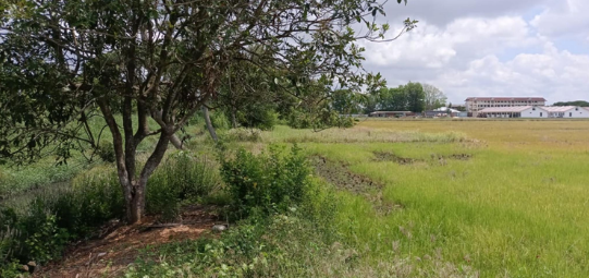7.18 Acres Residential Zoning Bt 8, Kebun Lengkui, Simpang Empat,Kedah @ RM 14/Sqft 