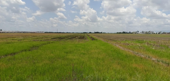 7.15 Acres Residential Zoning Batu 5 Kampung Ling Kui, Kedah @ RM 14/Sqft