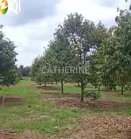 Agricultural Land Kluang Johor image