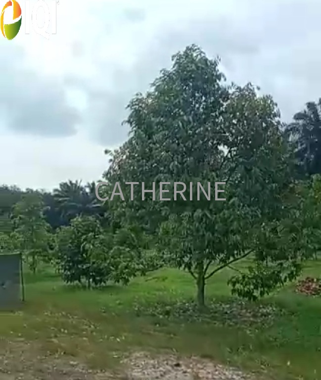 Agricultural Land Kluang Johor image