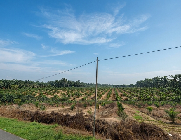 13.94 Acres Residential Zoning Pendang,Kedah @ RM9/sqft photo