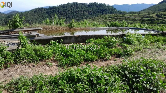 (Durian Plantation) Rembau District, Negeri Sembilan  photo
