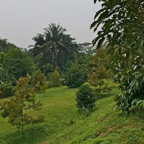 Private Orchard With Farm House Ulu Tiram Johor