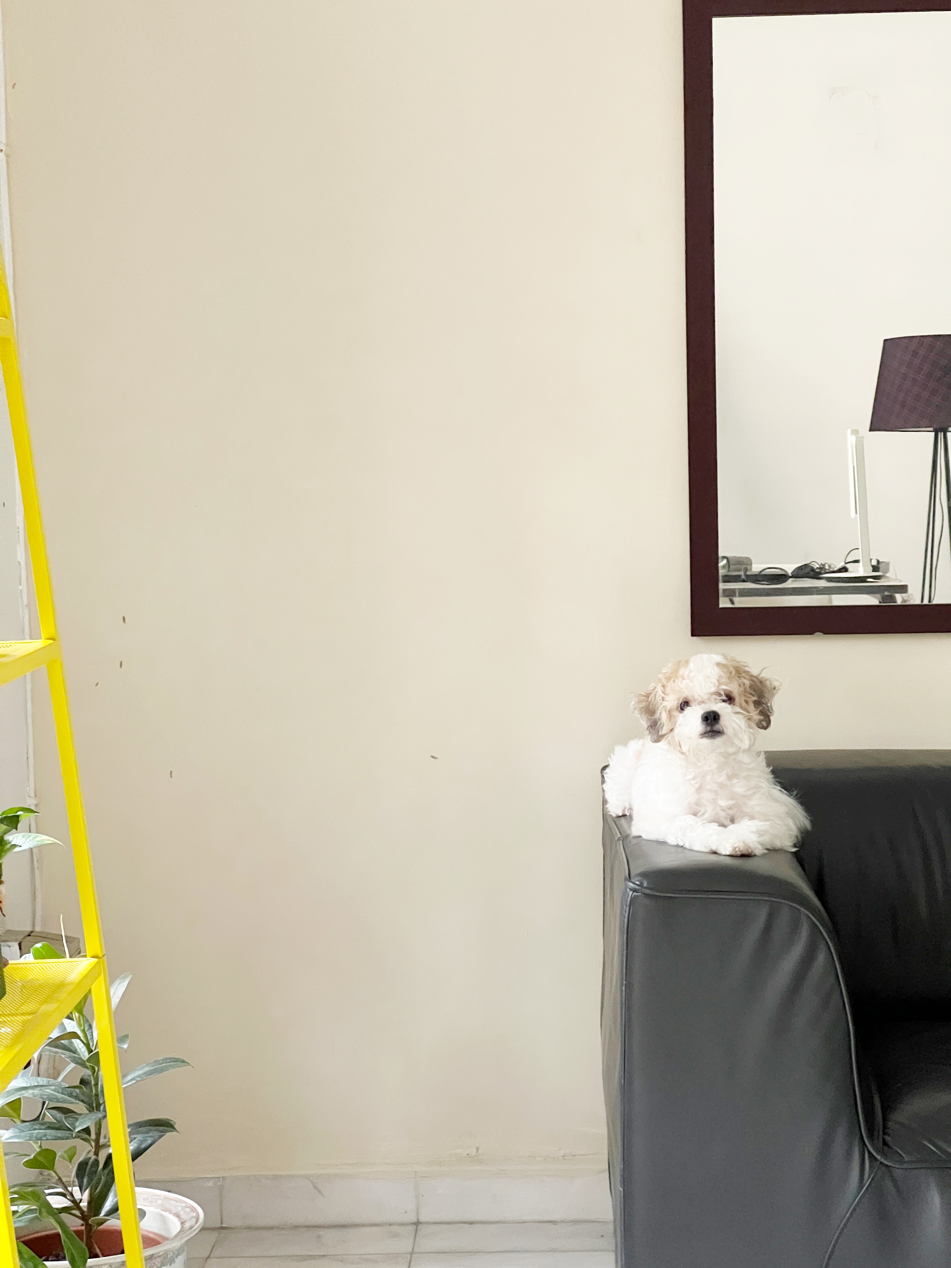 Swiss Tan profile picture